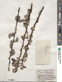 Salix scouleriana image