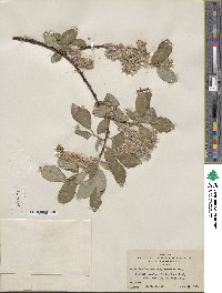 Salix scouleriana var. coetanea image