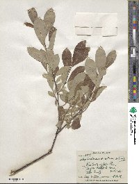 Salix scouleriana var. coetanea image