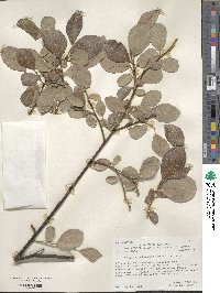 Salix scouleriana image