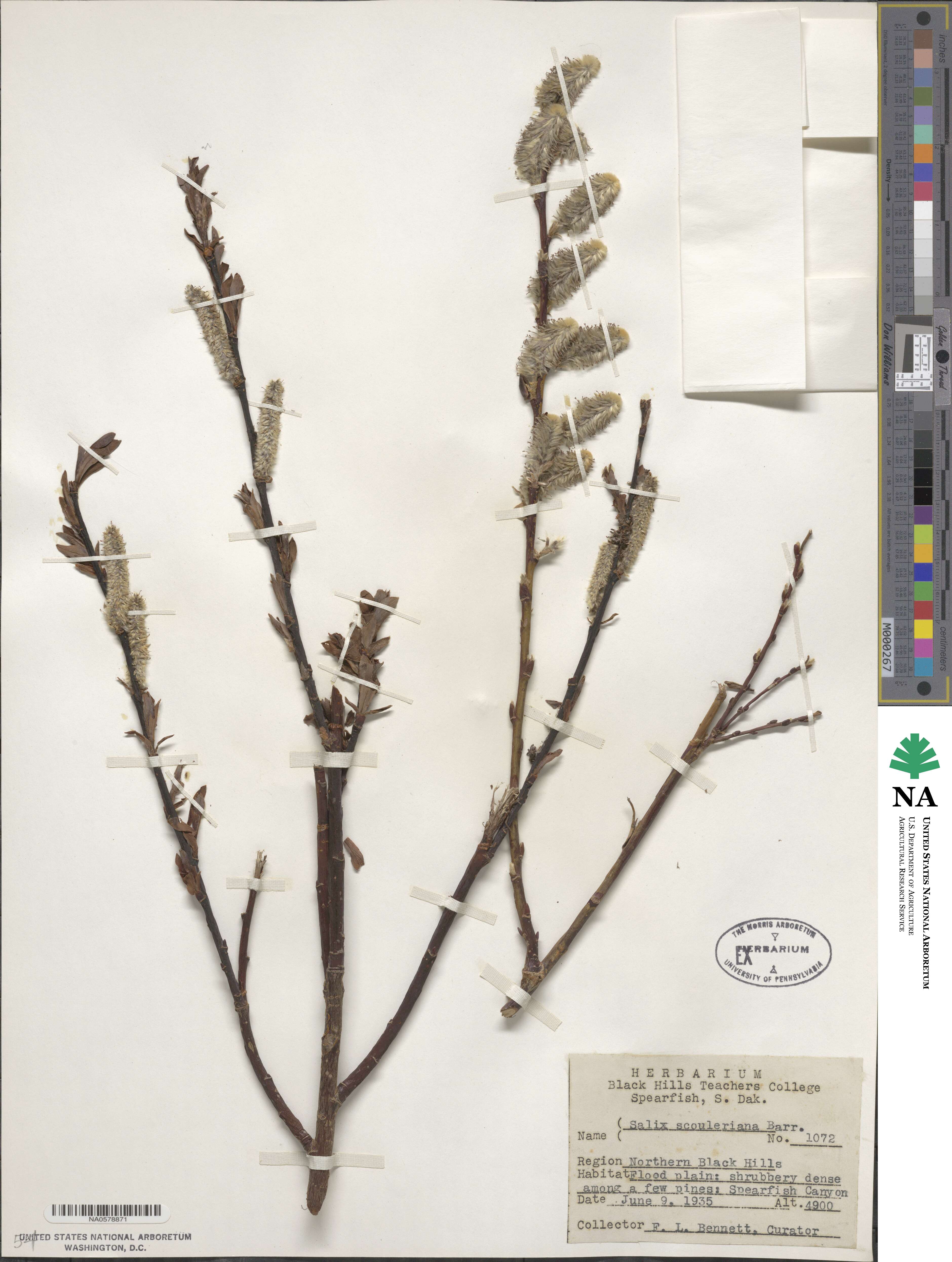 Salix scouleriana image