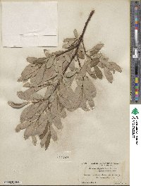 Salix scouleriana image