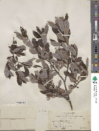 Salix scouleriana image