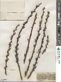 Salix scouleriana image