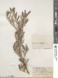 Salix scouleriana image