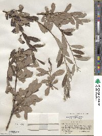 Salix scouleriana image