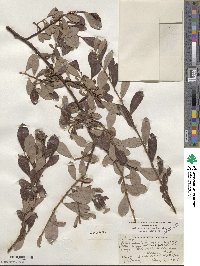 Salix scouleriana image