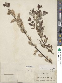 Salix scouleriana image