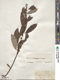 Salix scouleriana image