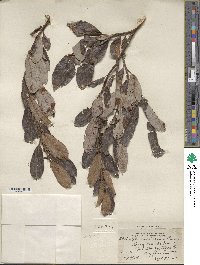 Salix scouleriana image