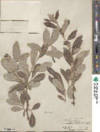 Salix scouleriana image