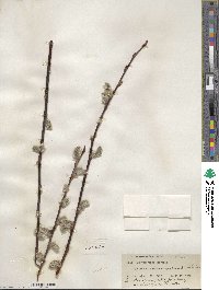 Salix scouleriana image