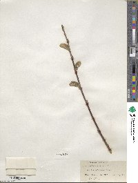 Salix scouleriana image