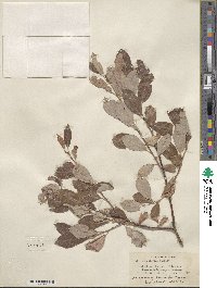 Salix scouleriana image