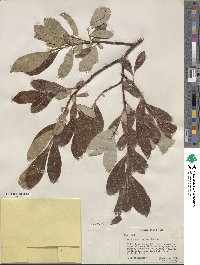 Salix scouleriana image