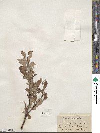 Salix scouleriana image