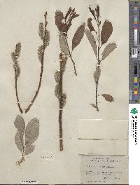 Salix scouleriana image