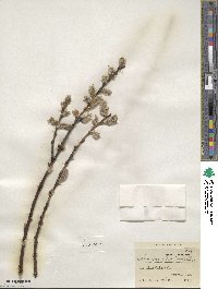 Salix scouleriana image