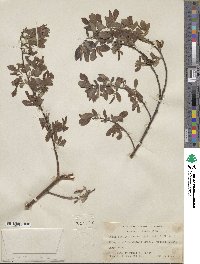 Salix scouleriana image