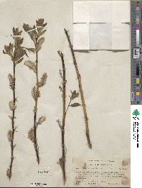 Salix scouleriana image