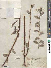 Salix scouleriana image