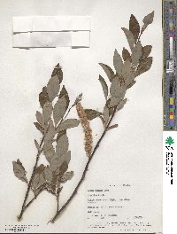 Salix pulchra image