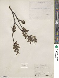 Salix pulchra image