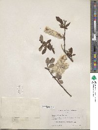 Salix pulchra image