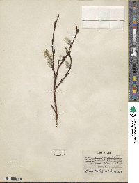 Salix pulchra image