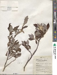 Salix pulchra image