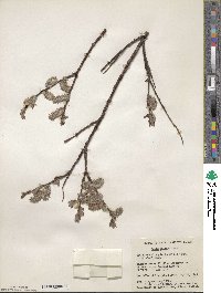 Salix pulchra image