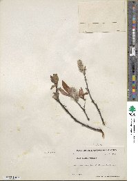 Salix pulchra image