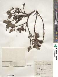 Salix pulchra image