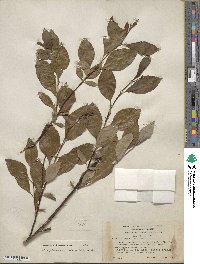 Salix pulchra var. looffiae image