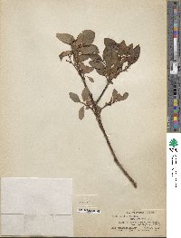 Salix pulchra image