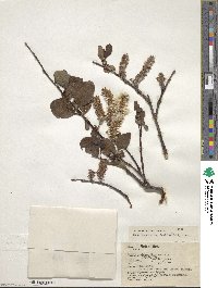 Salix pulchra image