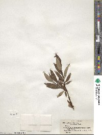 Salix pulchra image