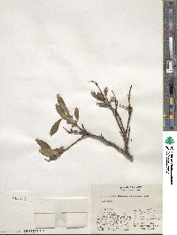 Salix pulchra var. palmeri image