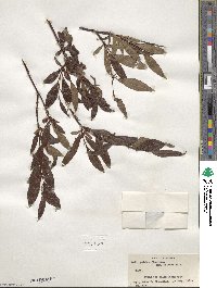 Salix pulchra var. palmeri image