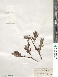 Salix pulchra var. palmeri image