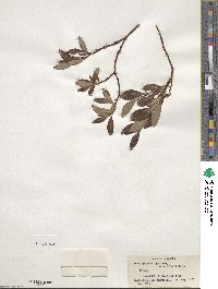 Salix pulchra var. palmeri image