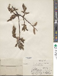 Salix pulchra var. palmeri image