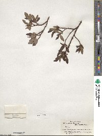 Salix pulchra image