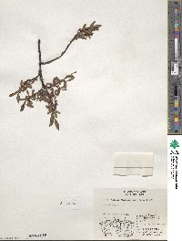 Salix pulchra var. palmeri image