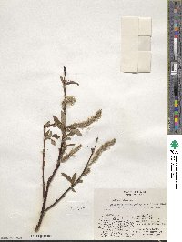 Salix pulchra var. palmeri image