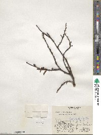 Salix pulchra var. palmeri image