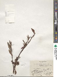 Salix pulchra image