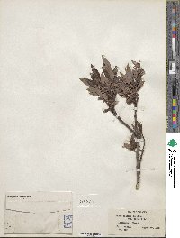 Salix pulchra var. palmeri image