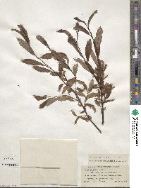 Salix pulchra var. palmeri image