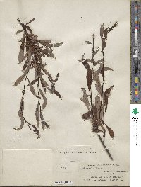 Salix pulchra image